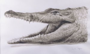 Crocodile，2005（丙烯酸） 作者 林肯·塞利格曼